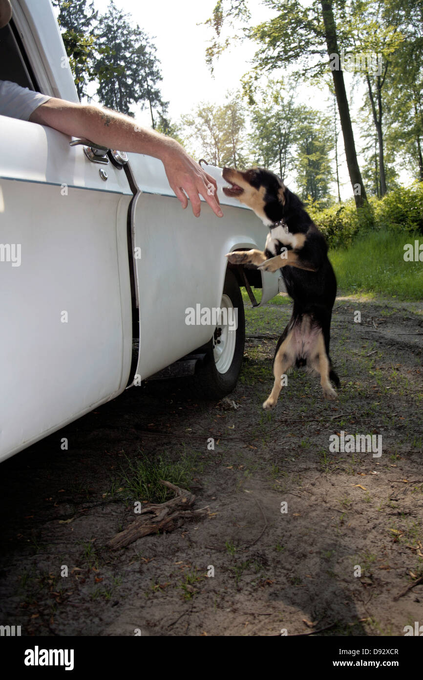 Un cane jumping fino a mordere una mano d'uomo appeso dal finestrino di una macchina Foto Stock