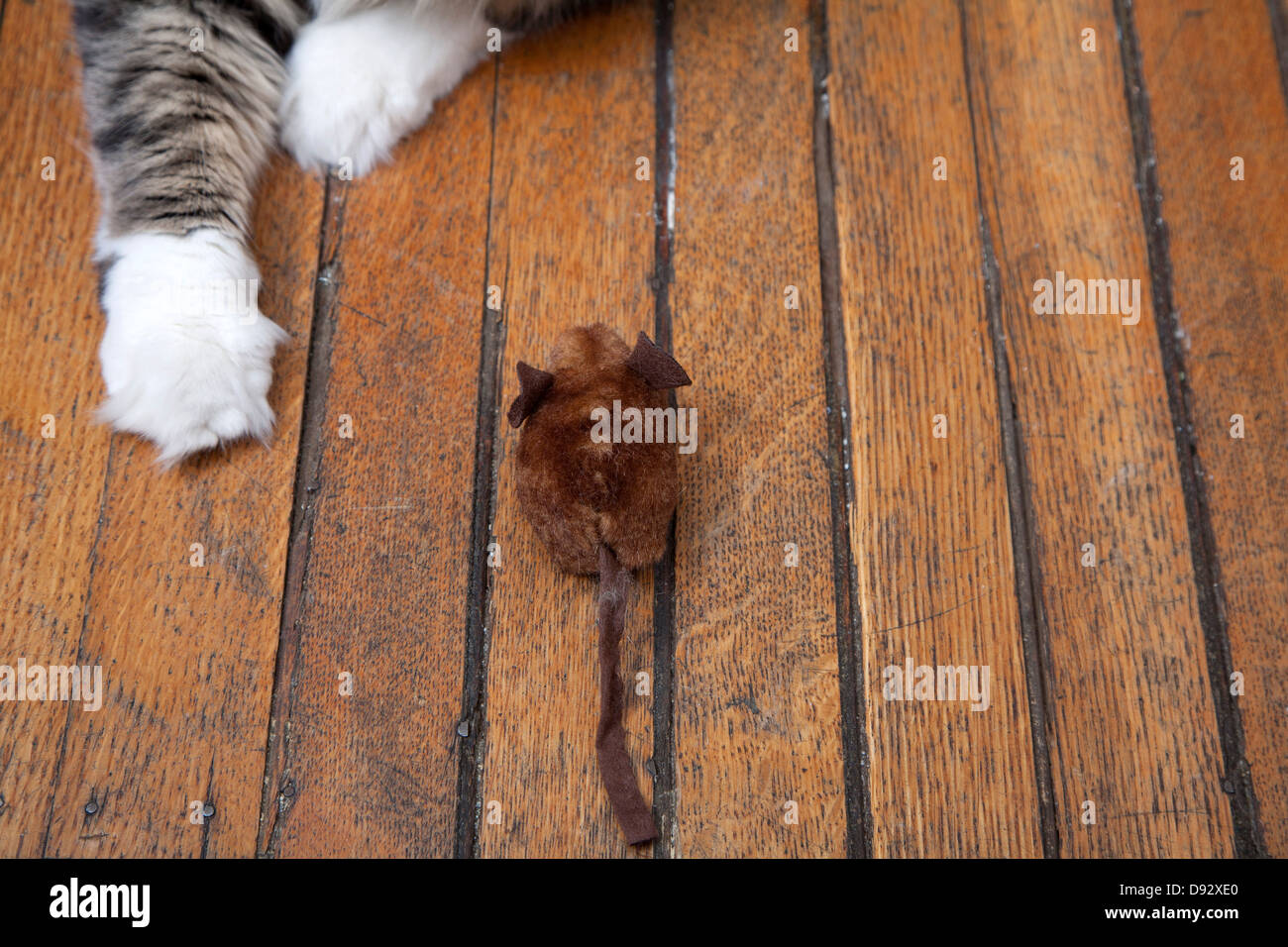 Un gatto di braccia raggiungendo fuori a giocare con un giocattolo mouse Foto Stock