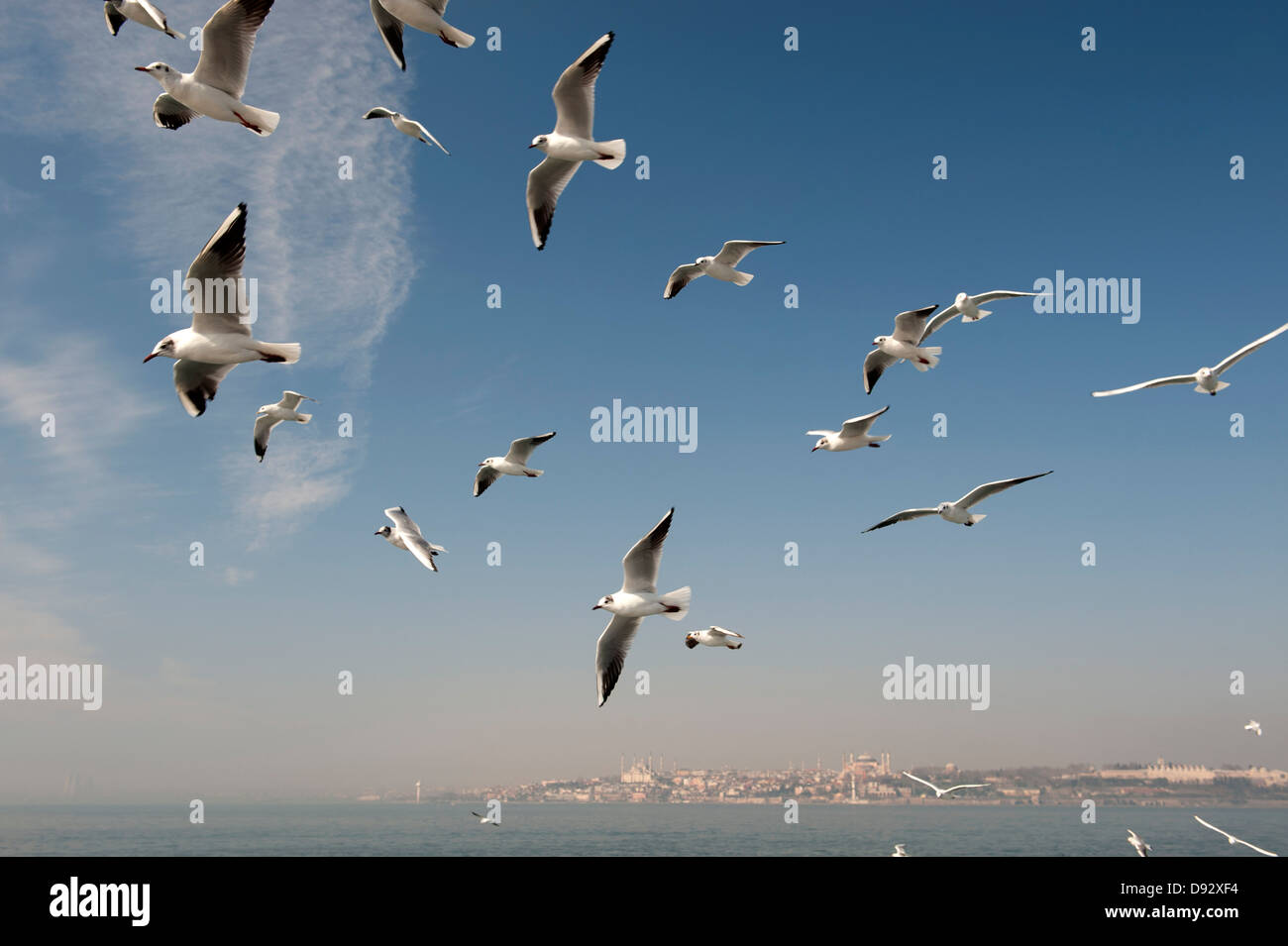 A Flock of Seagulls volare al di sopra del mare, Istanbul, Turchia in background Foto Stock