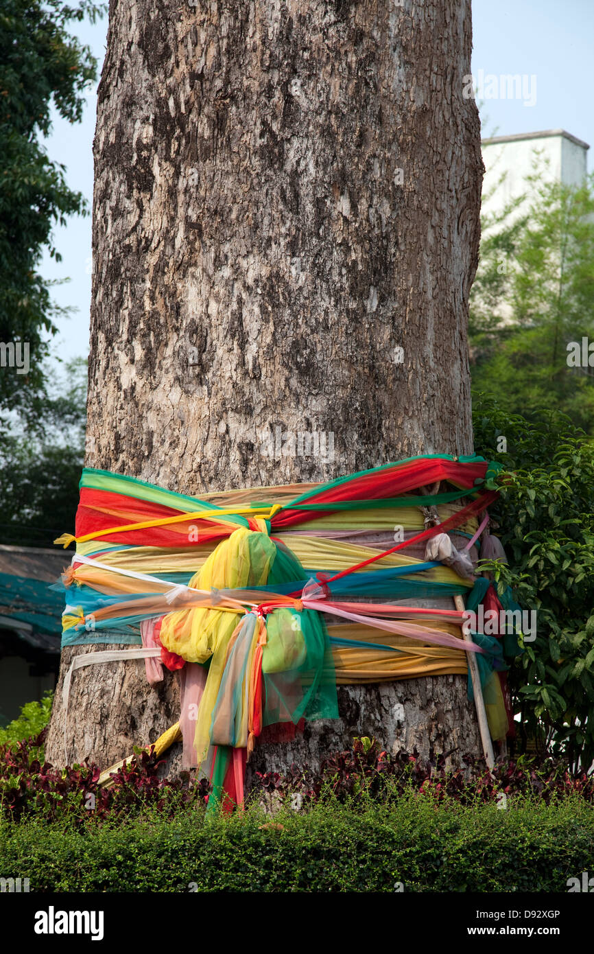 Un panno avvolto con albero a Wat Chedi Luang, Chiang Mai, Thailandia Foto Stock