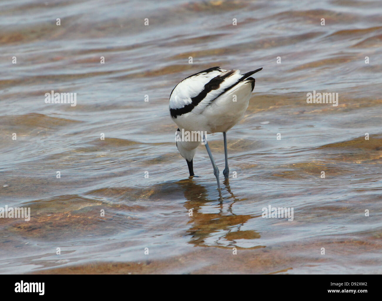 Close-up di un pied Avocet (Recurvirostra avosetta) foraggio sulla costa spagnola Foto Stock