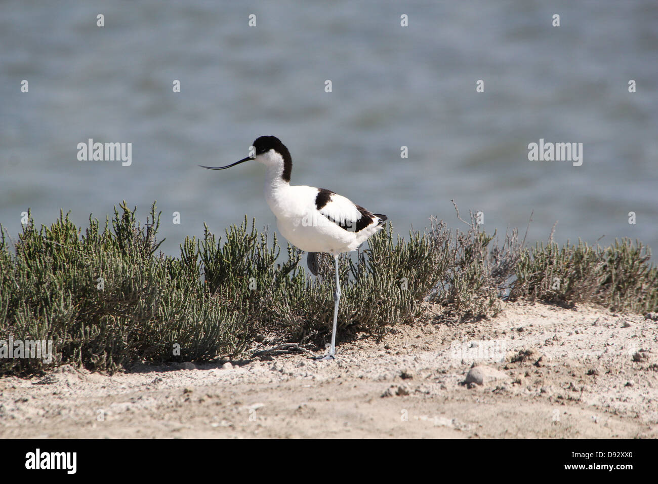 Close-up di un pied Avocet (Recurvirostra avosetta) foraggio sulla costa spagnola Foto Stock