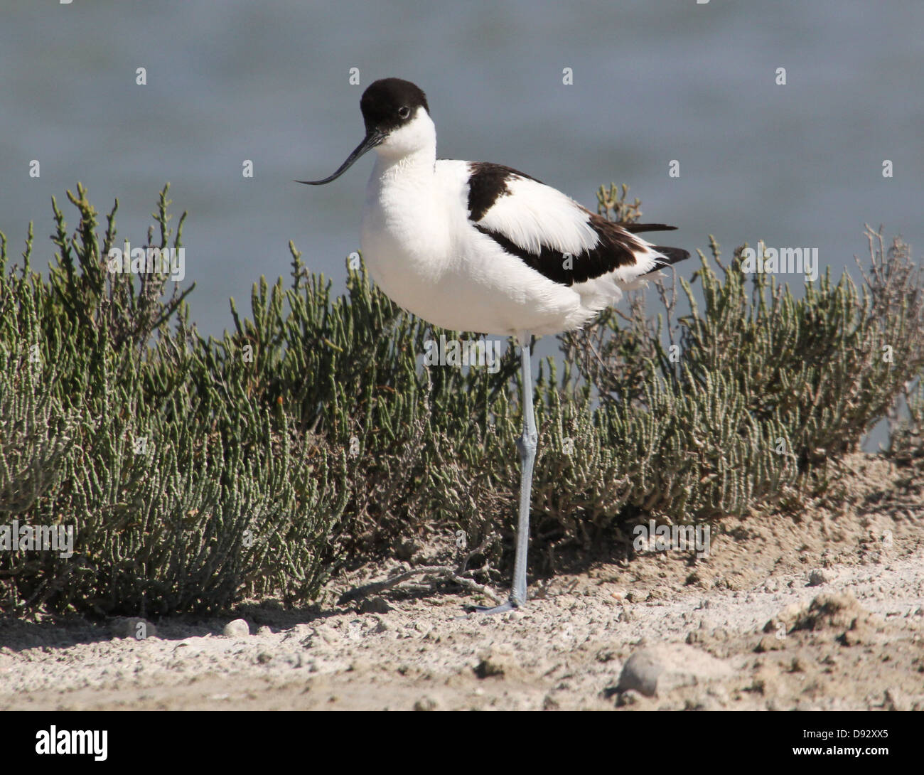 Close-up di un pied Avocet (Recurvirostra avosetta) foraggio sulla costa spagnola Foto Stock