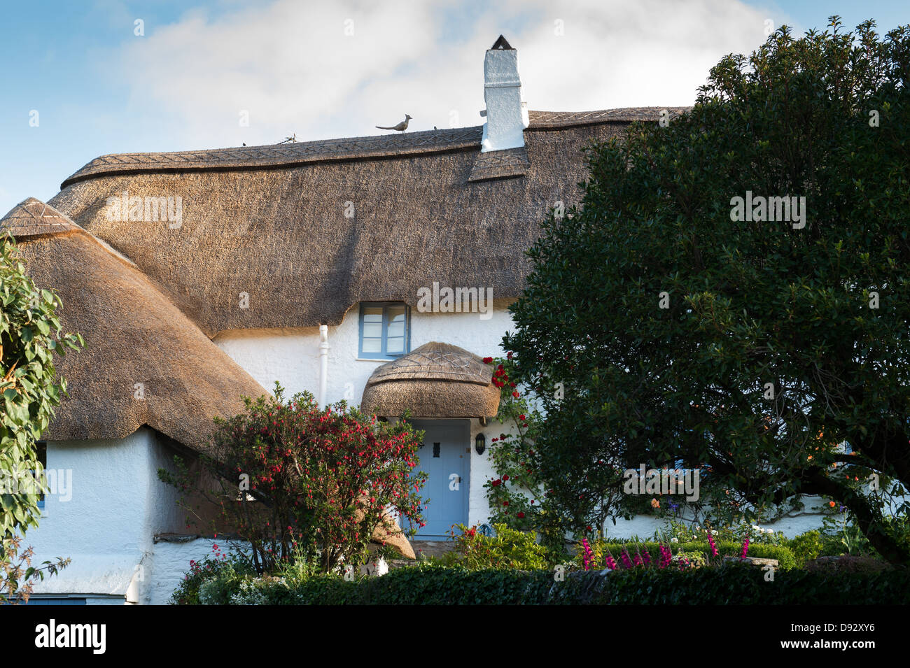 Con il tetto di paglia cob cottage. Ringmore, Devon, Inghilterra Foto Stock