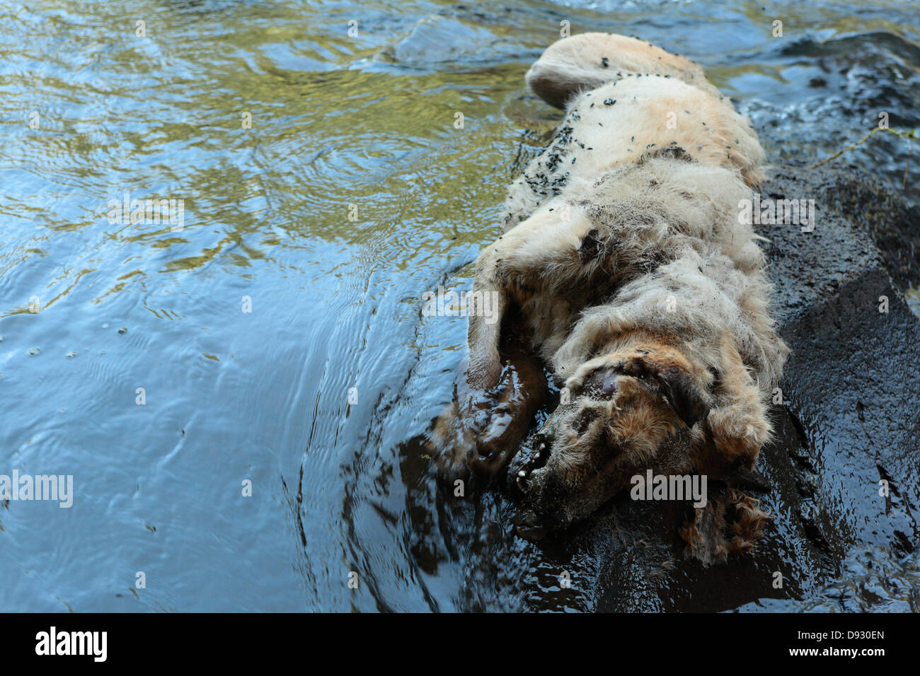 Decomponendo il cane su una roccia in un fiume Foto Stock