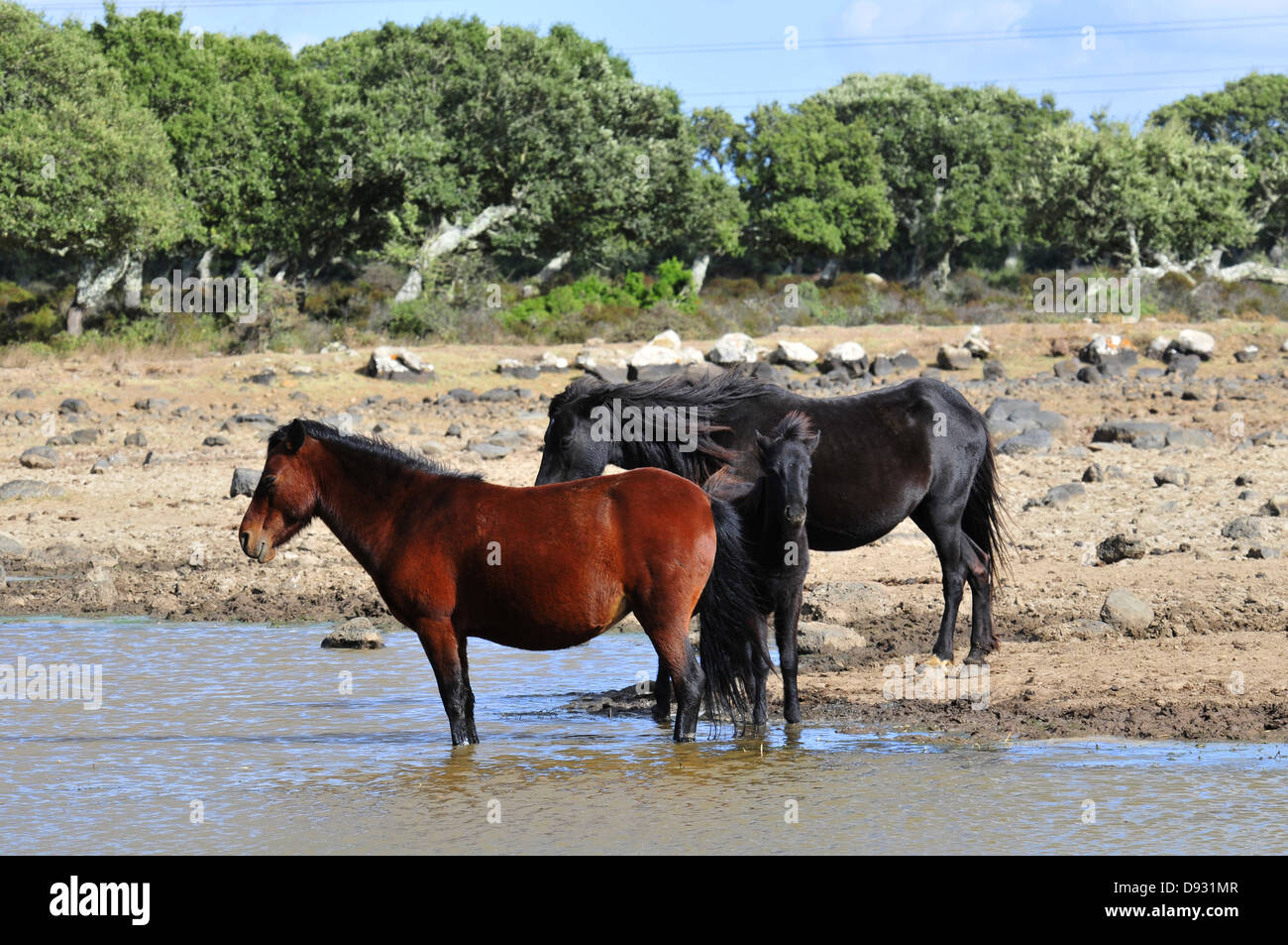 Pony sardo, giara di gesturi, Sardegna Foto Stock