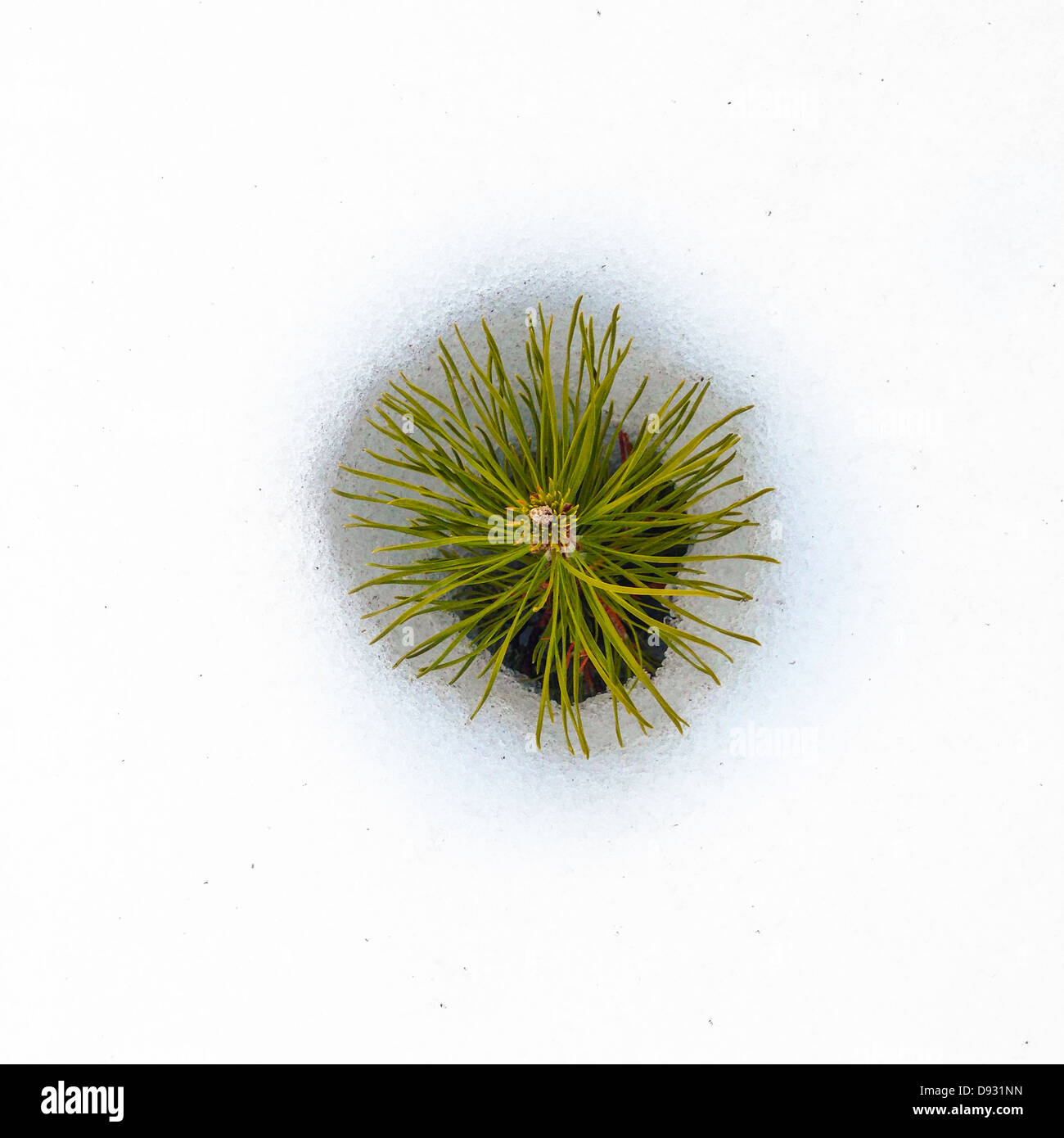 Alberello sempreverde che cresce in neve - Immagine stock catturata con smartphone