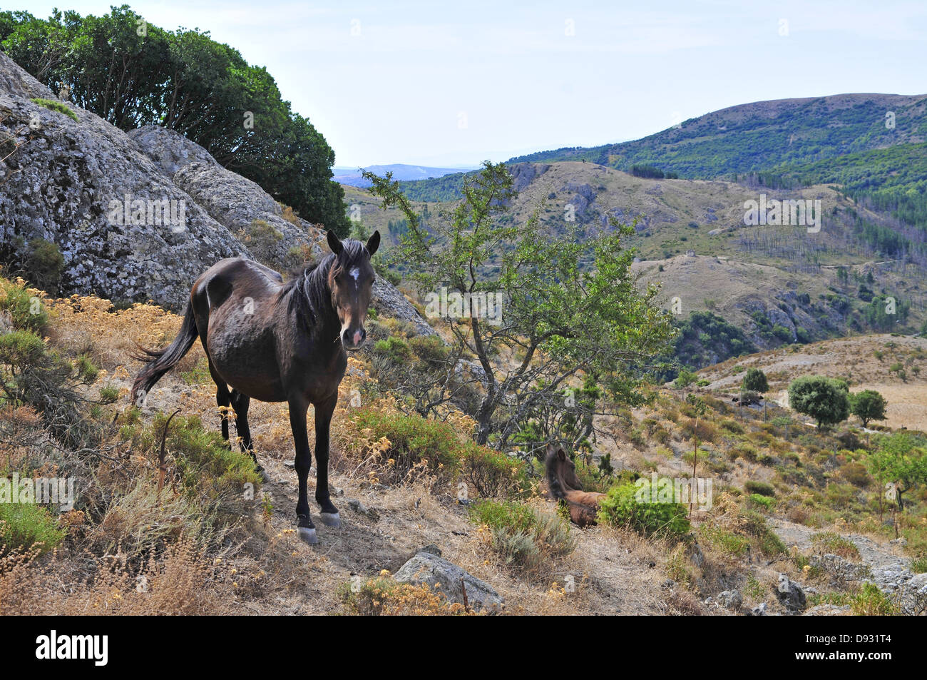 Cavallino sardo, Giara di Gesturi, Sardegna Foto Stock