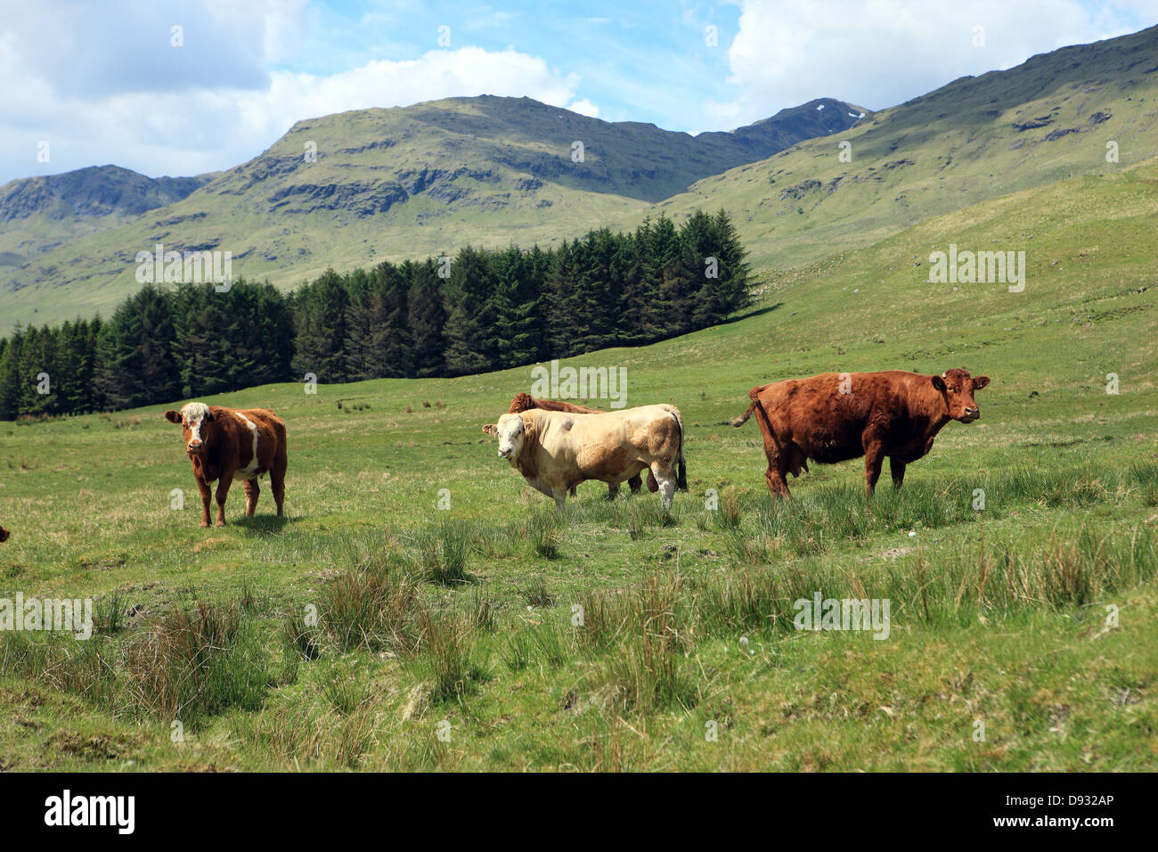 Bull e vacche godendo il sole caldo di Glen Lochay, Perthshire con il vertice di Creag Mhor sopra gli alberi a destra Foto Stock