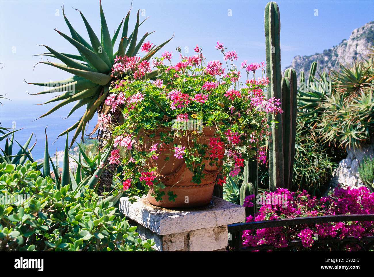 Pelargonium peltatum. Foto Stock