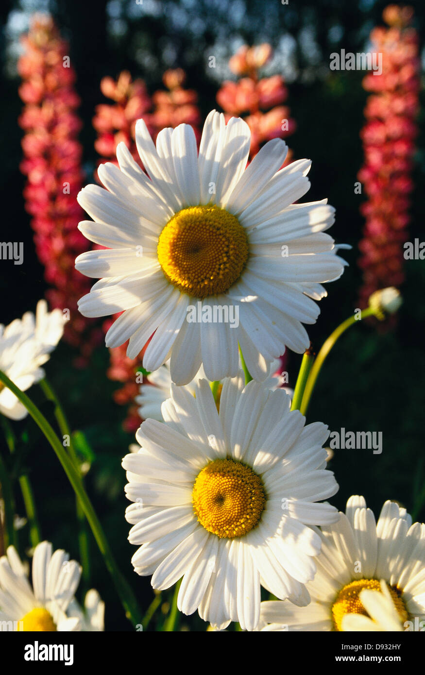 Oxeye daisys, close-up, Svezia. Foto Stock