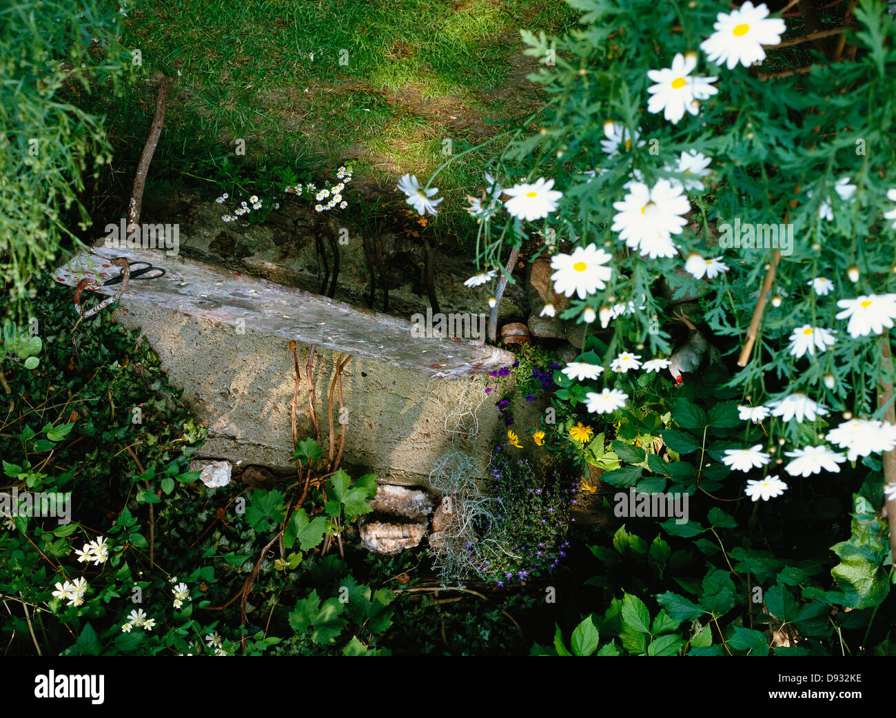 Edera e oxeye daisys in un giardino, Svezia. Foto Stock