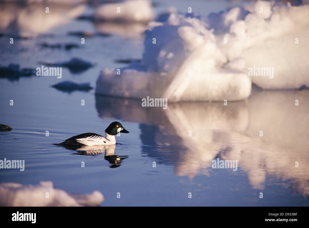Bird galleggiante nel lago dalla formazione di ghiaccio, vista laterale Foto Stock