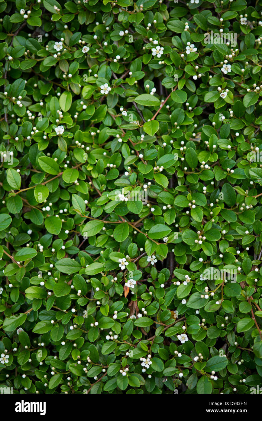Cotoneaster fiori sono prima fioritura bacche appaiono Foto Stock