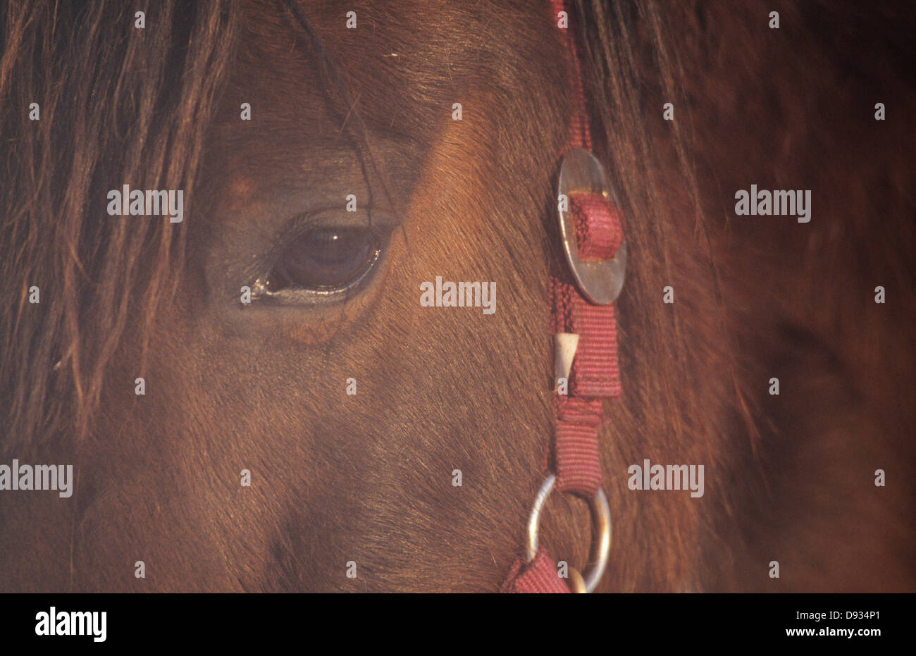 Cavallo, frame completo Foto Stock