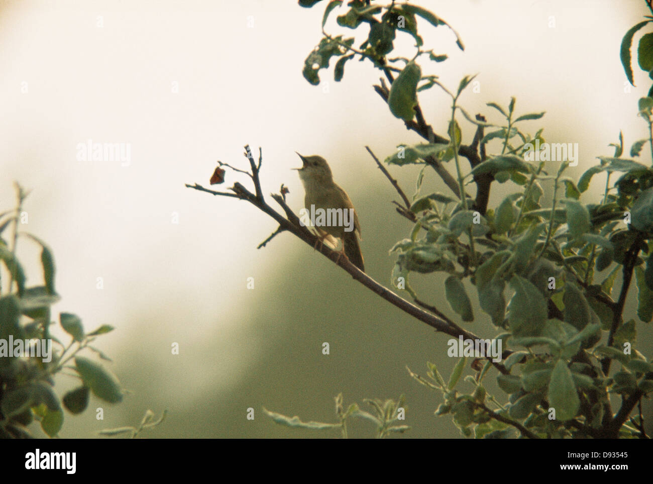 Grasshopper Trillo appollaiato su albero Foto Stock