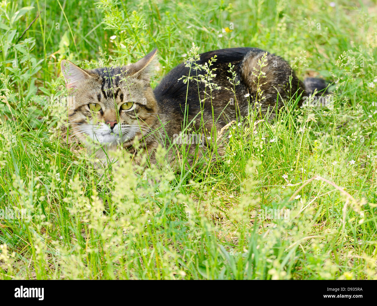 European Shorthair striped cat nascondere in erba Foto Stock