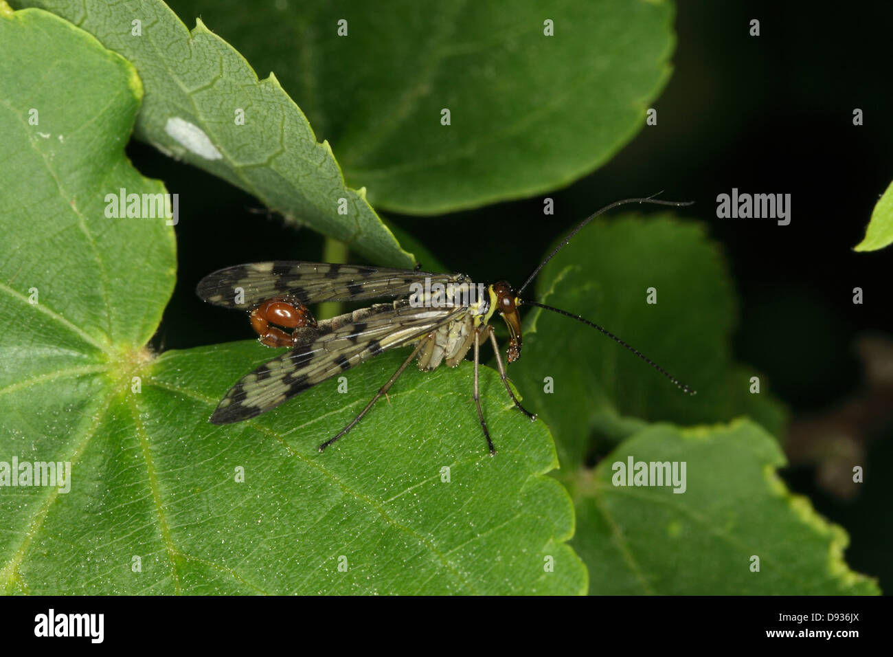 Un scorpionfly, close-up, Svezia. Foto Stock