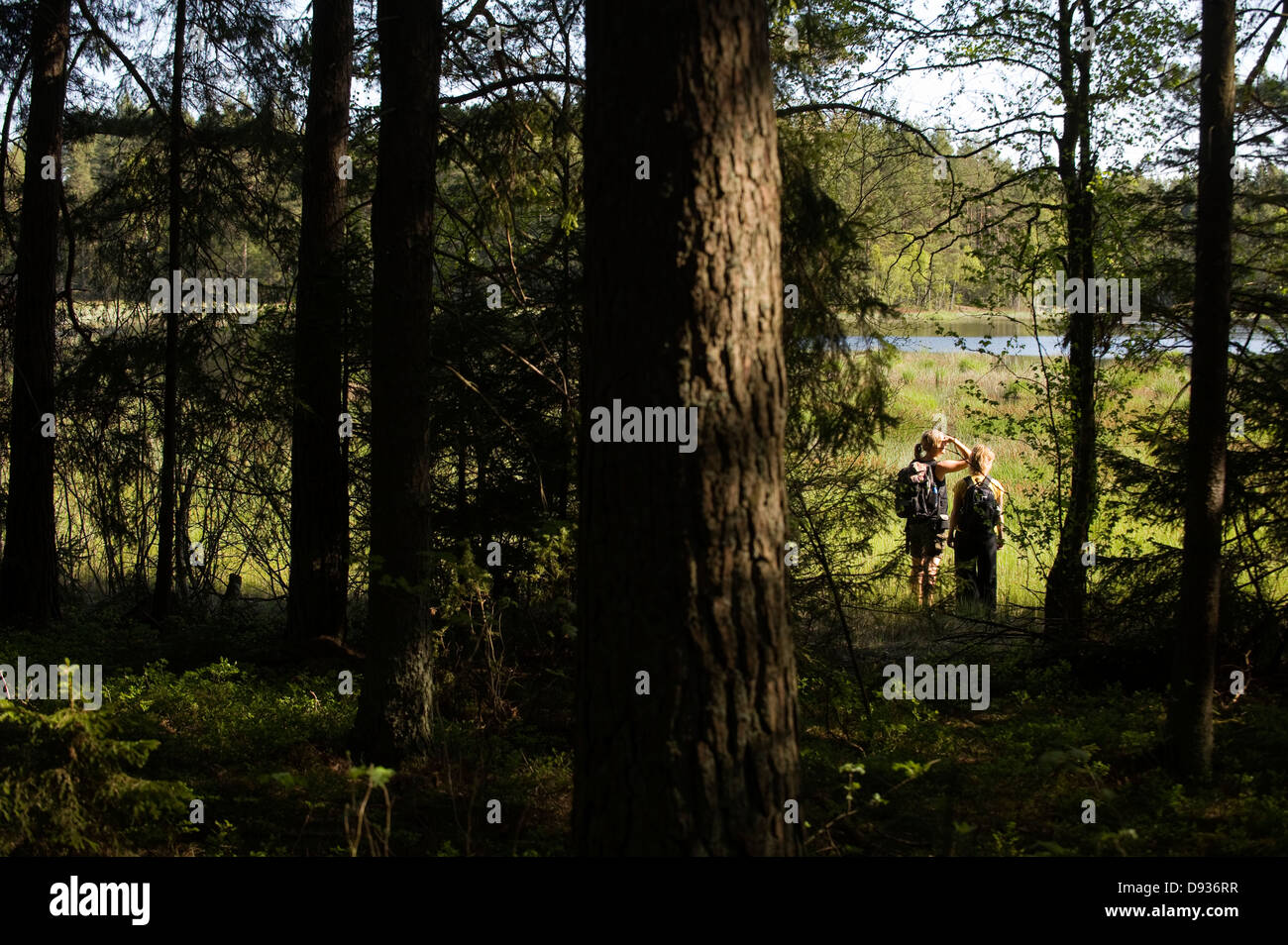 Gli escursionisti in una foresta, Svezia. Foto Stock