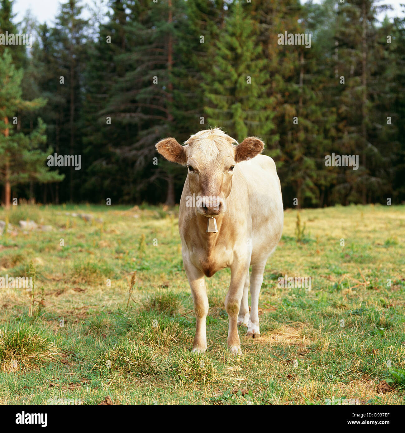 Vista della vacca in campo Foto Stock