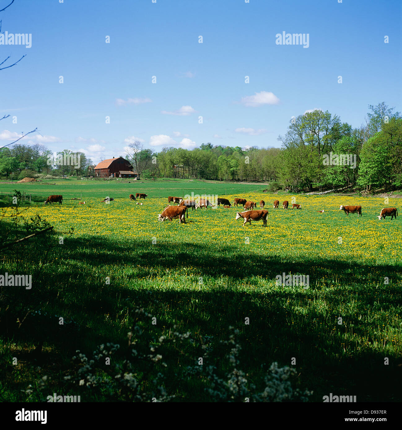Bovini domestici pascolano in campo Foto Stock
