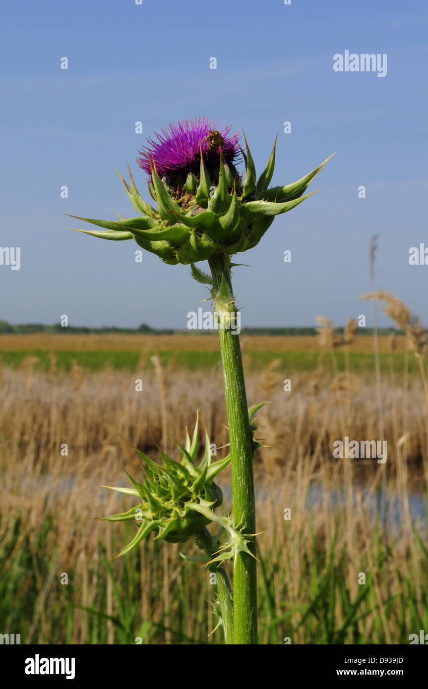 Cardo, Silybum marianum, Tracia, Grecia Foto Stock