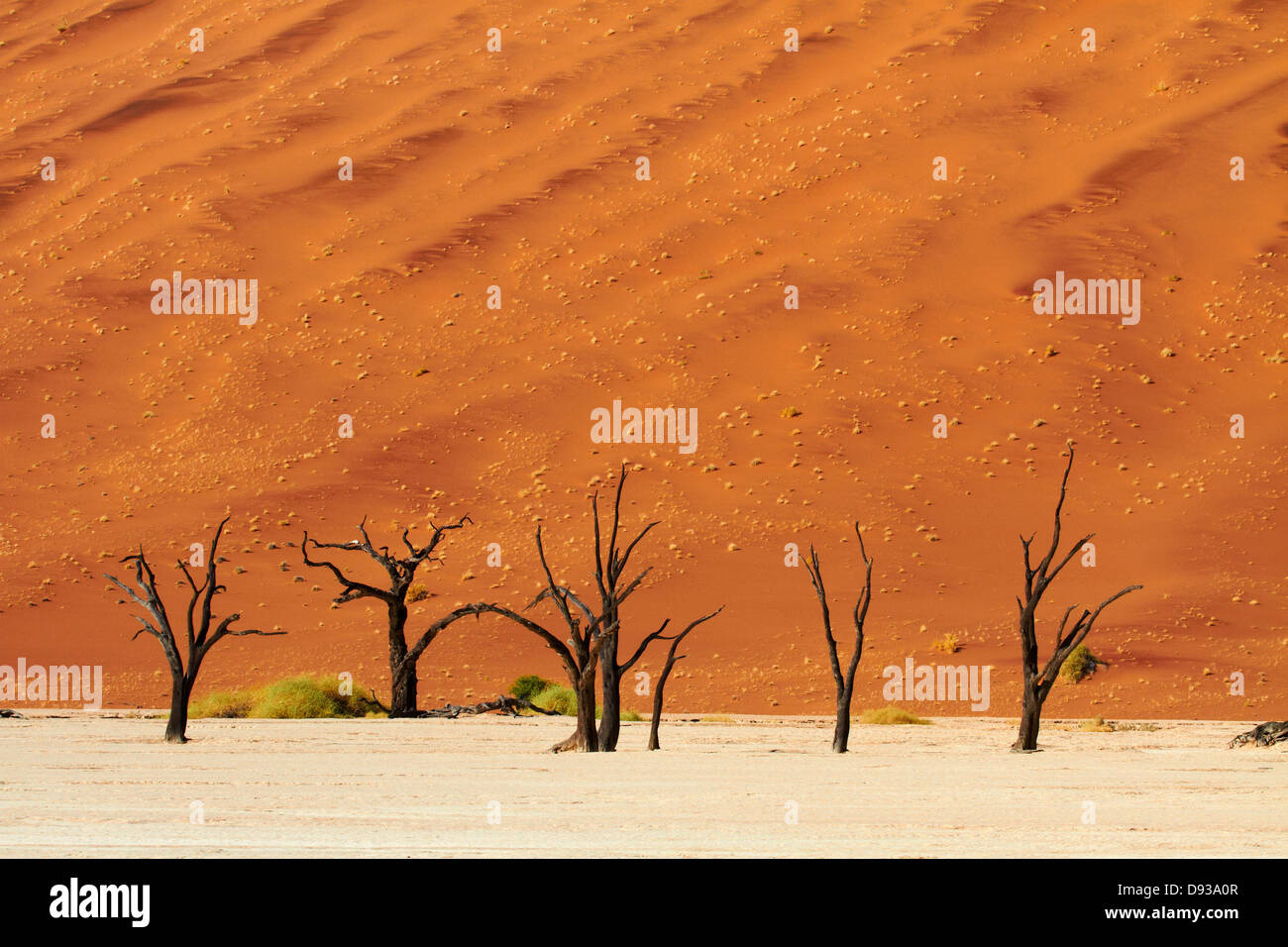 Gli alberi morti (pensato per essere di 900 anni) e dune di sabbia a Deadvlei, Namib-Naukluft National Park, Namibia, Africa Foto Stock