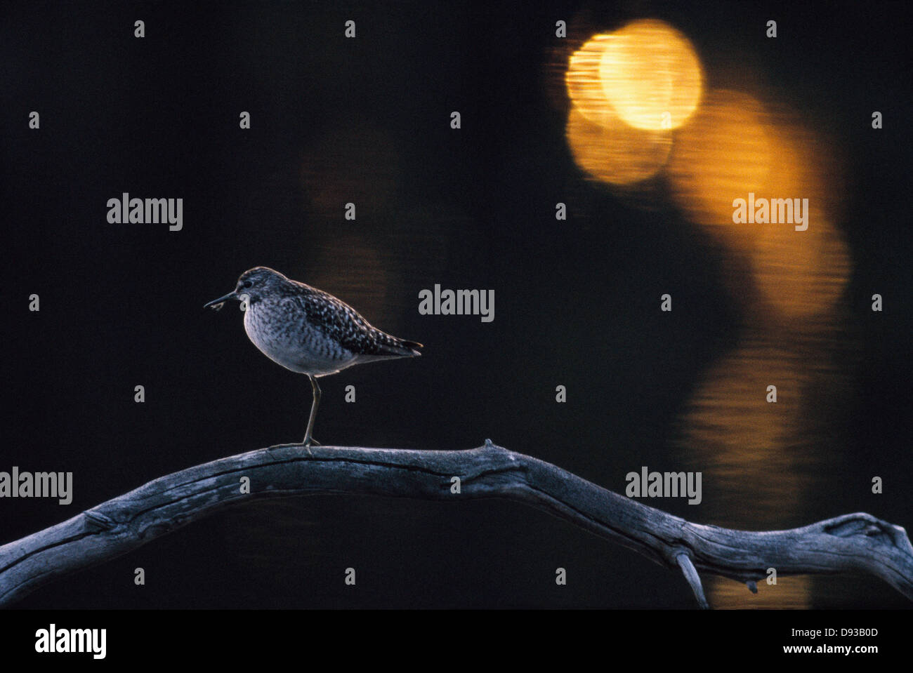 Gli uccelli appollaiato sul ramo Foto Stock