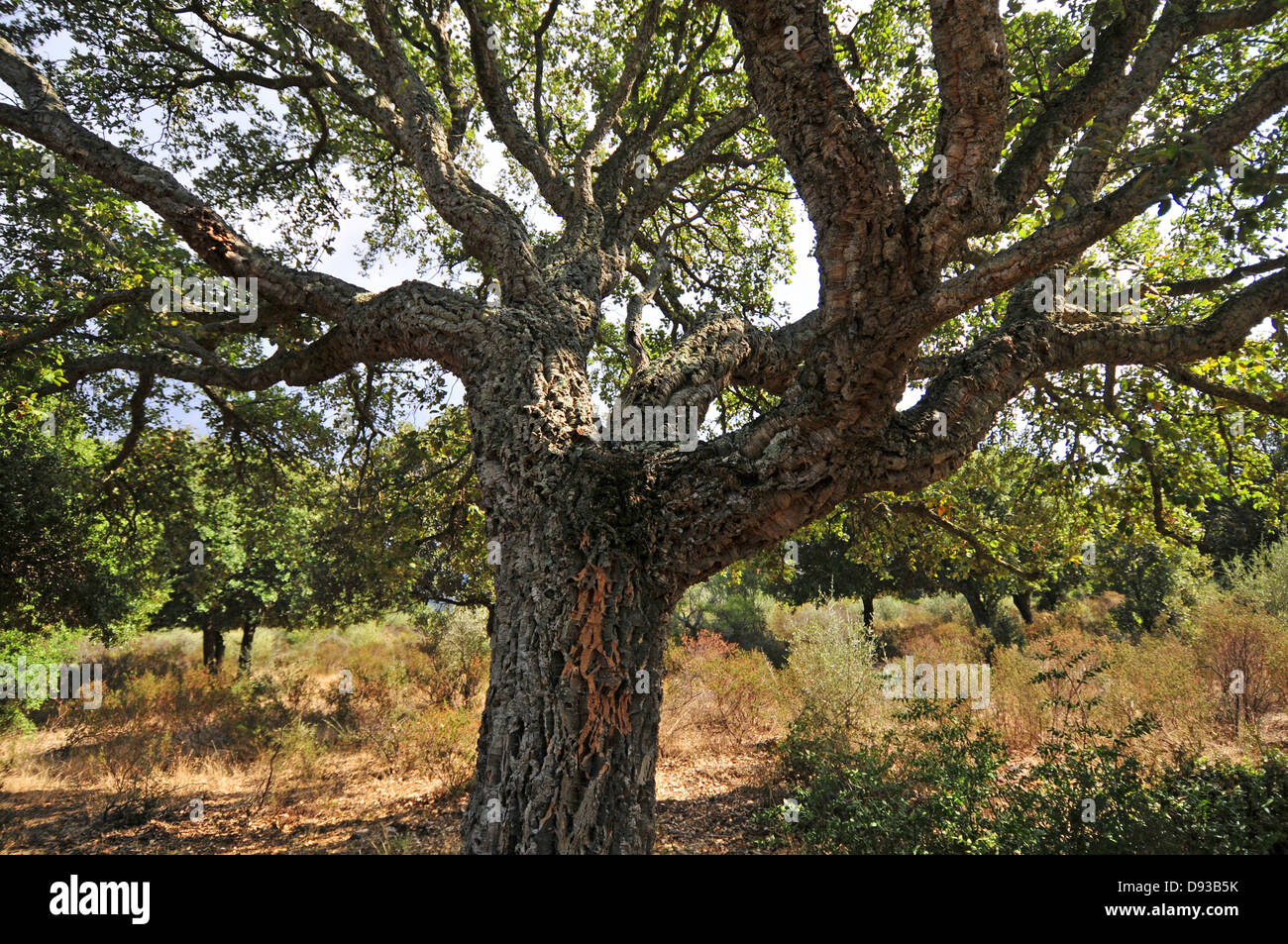 Querce da Sughero, Quercus suber, Corsica, Francia Foto Stock
