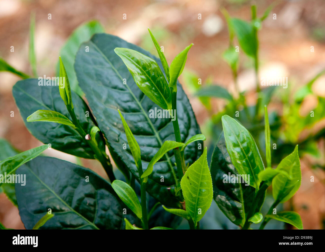 Le foglie di tè, Boloven, Laos Foto Stock