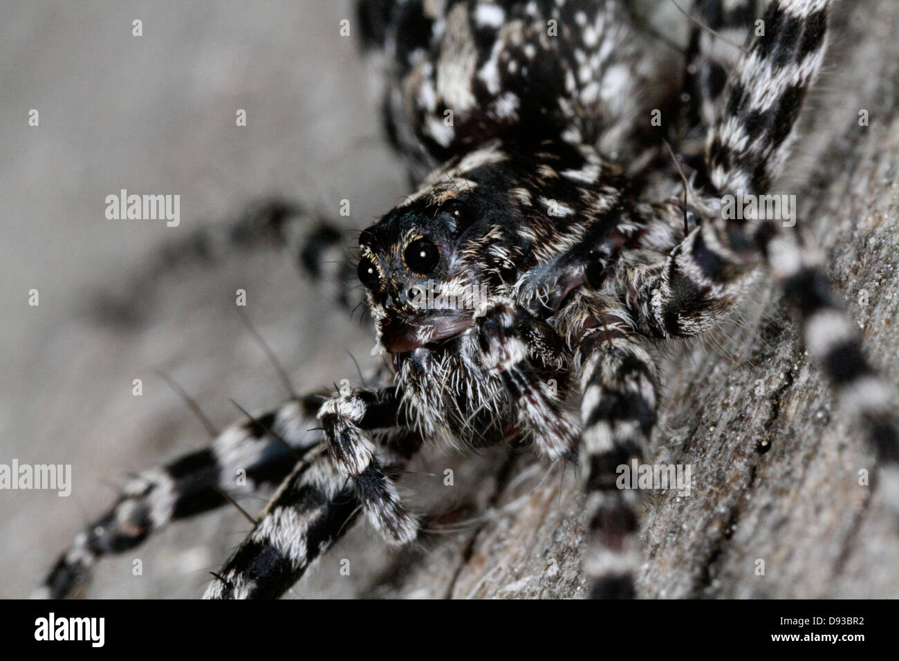 Un ragno, close-up, Svezia. Foto Stock