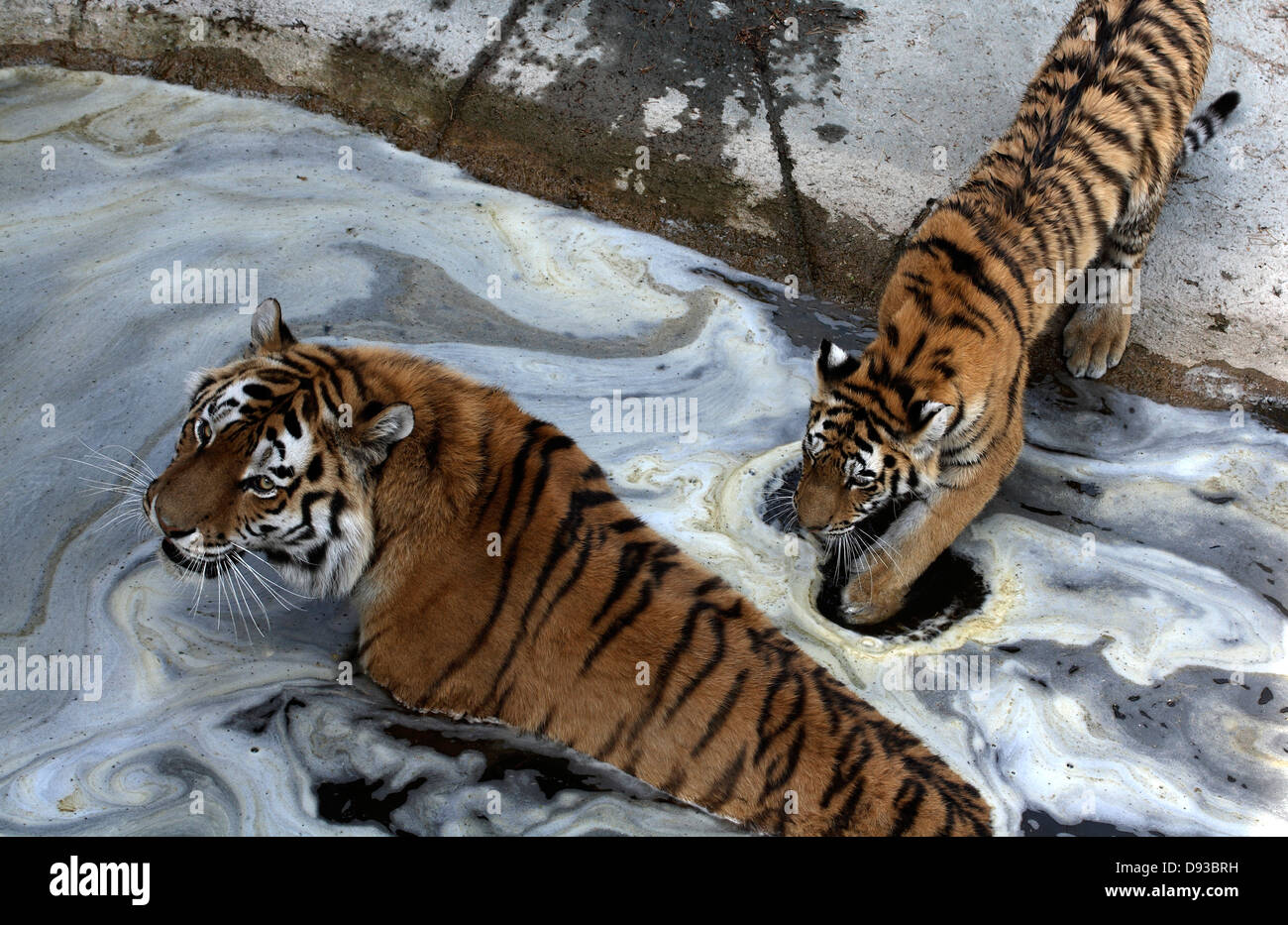 Le tigri siberiane in uno zoo, Svezia. Foto Stock