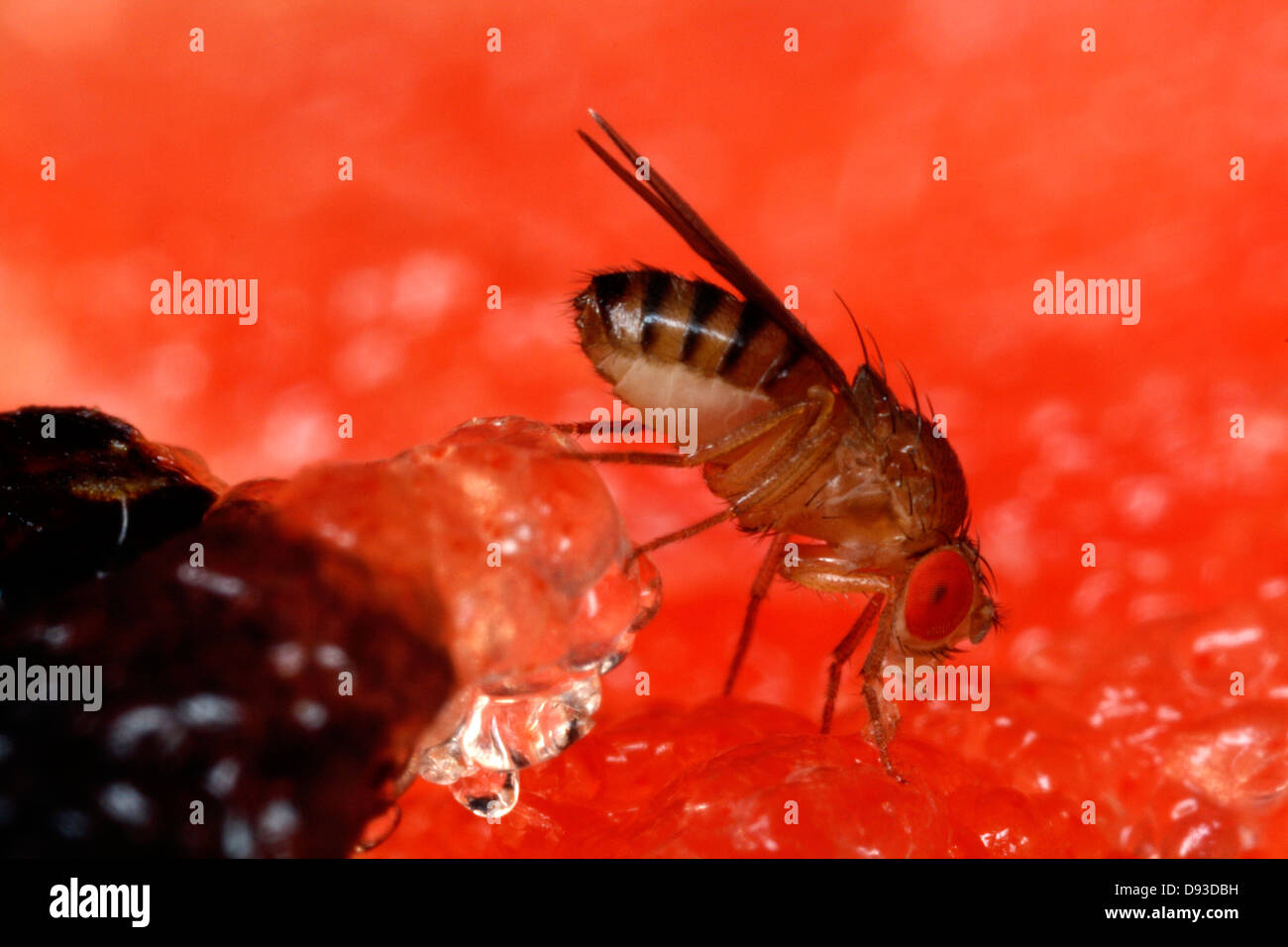 La Drosophila melanogaster su un cocomero, close-up, Svezia. Foto Stock