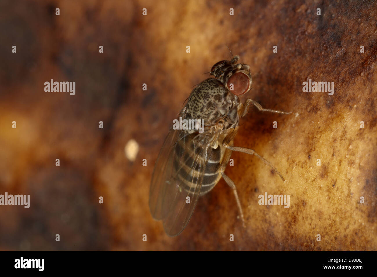 Mosca della frutta, close-up. Foto Stock