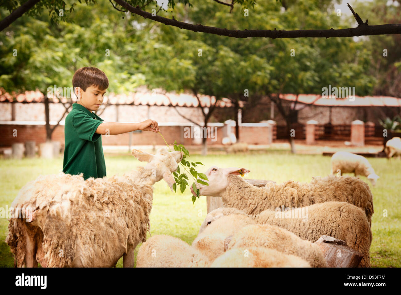 Razza mista ragazzo di pecore di alimentazione Foto Stock