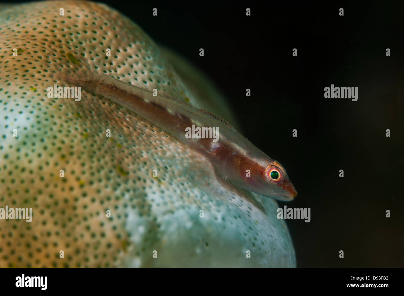 Un ghiozzo orologi il mondo, Makawide 2 divesite, Lembeh Straits, Nord Sulawesi, Indonesia Foto Stock