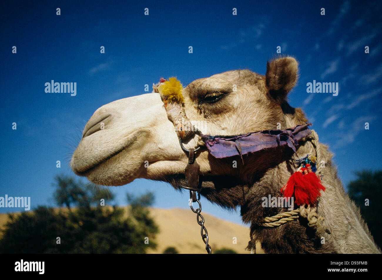 Faccia di cammello, close-up Foto Stock