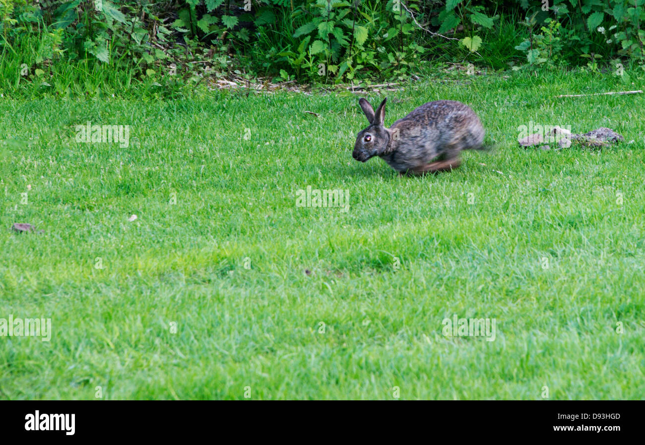 Coniglio in esecuzione sull'erba verde Foto Stock