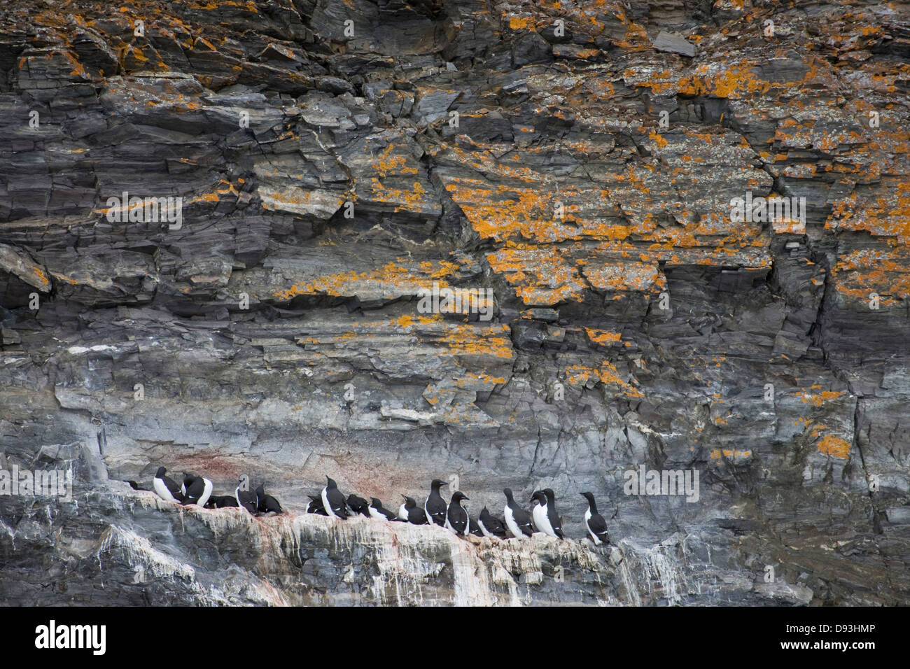 Brünnich''s Guillemots, Spitsbergen, Svalbard, Norvegia. Foto Stock