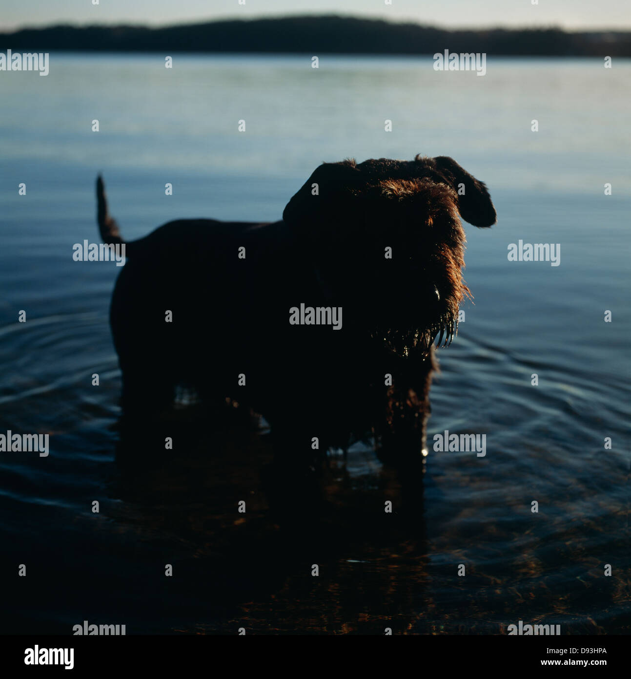 Silhouette di cane in acqua Foto Stock