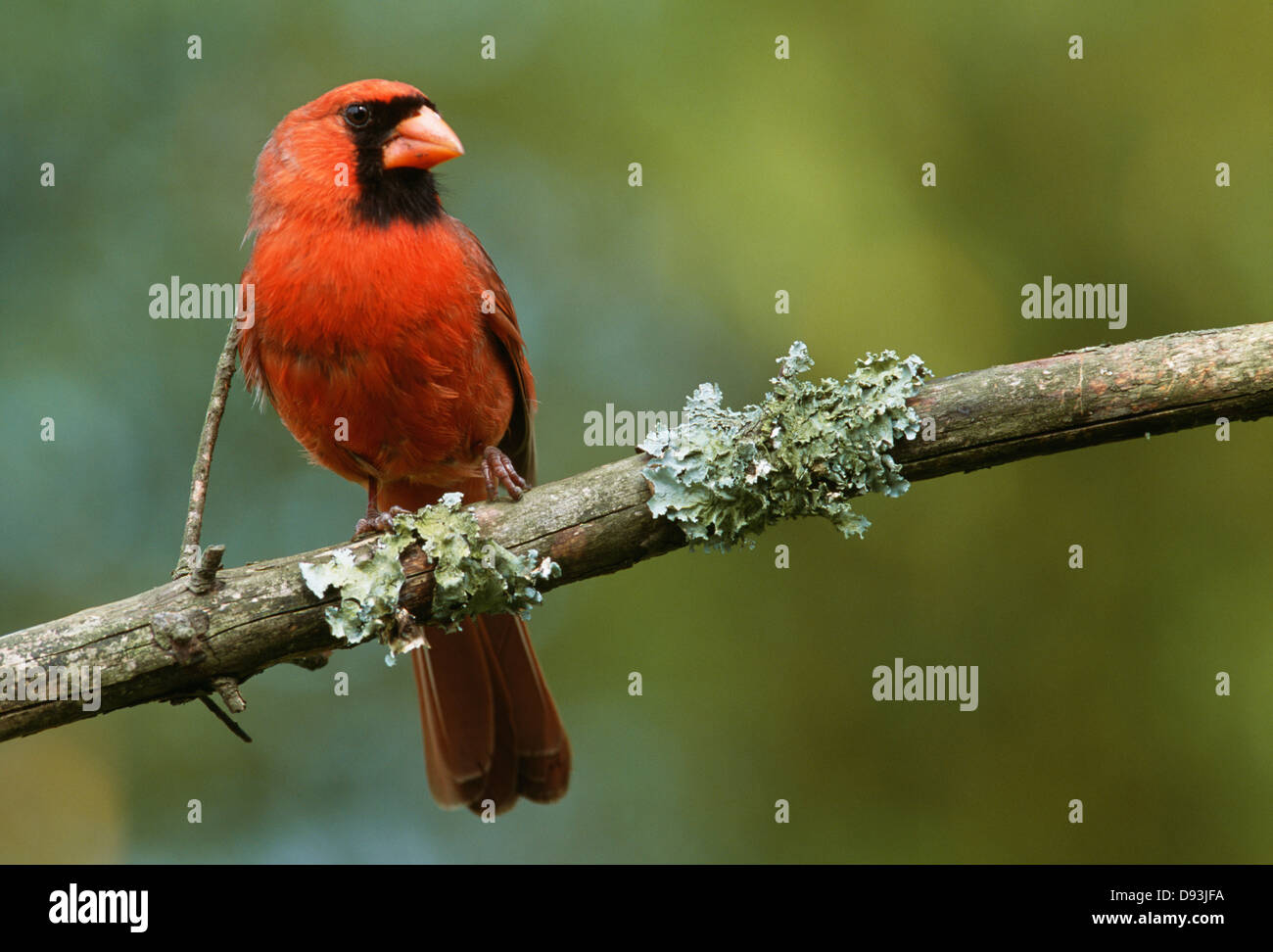 Vista del Cardinale uccello sul ramo di albero Foto Stock