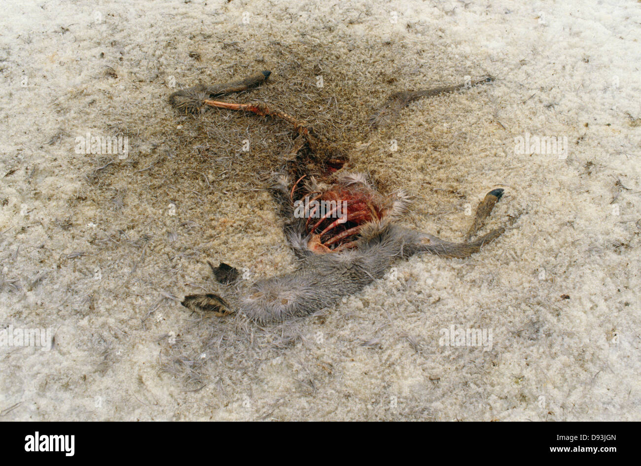 Resti del corpo animale giacente sul suolo, vista in elevazione Foto Stock