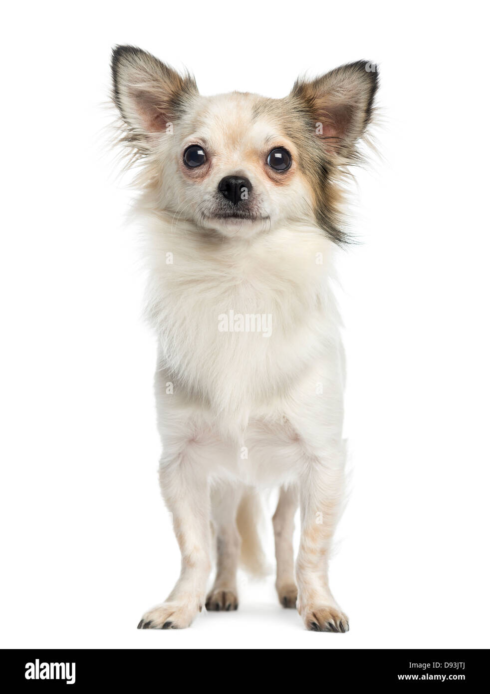 Chihuahua, 1 anno di età, in piedi contro lo sfondo bianco Foto Stock