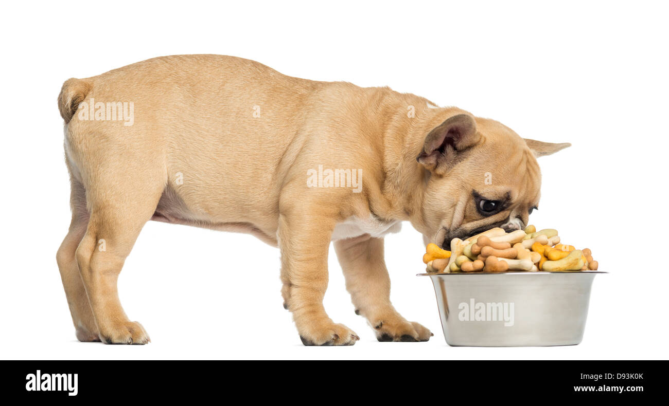 Bulldog francese cucciolo, 3 mesi di età, mangiare da un cane pieno ciotola contro uno sfondo bianco Foto Stock