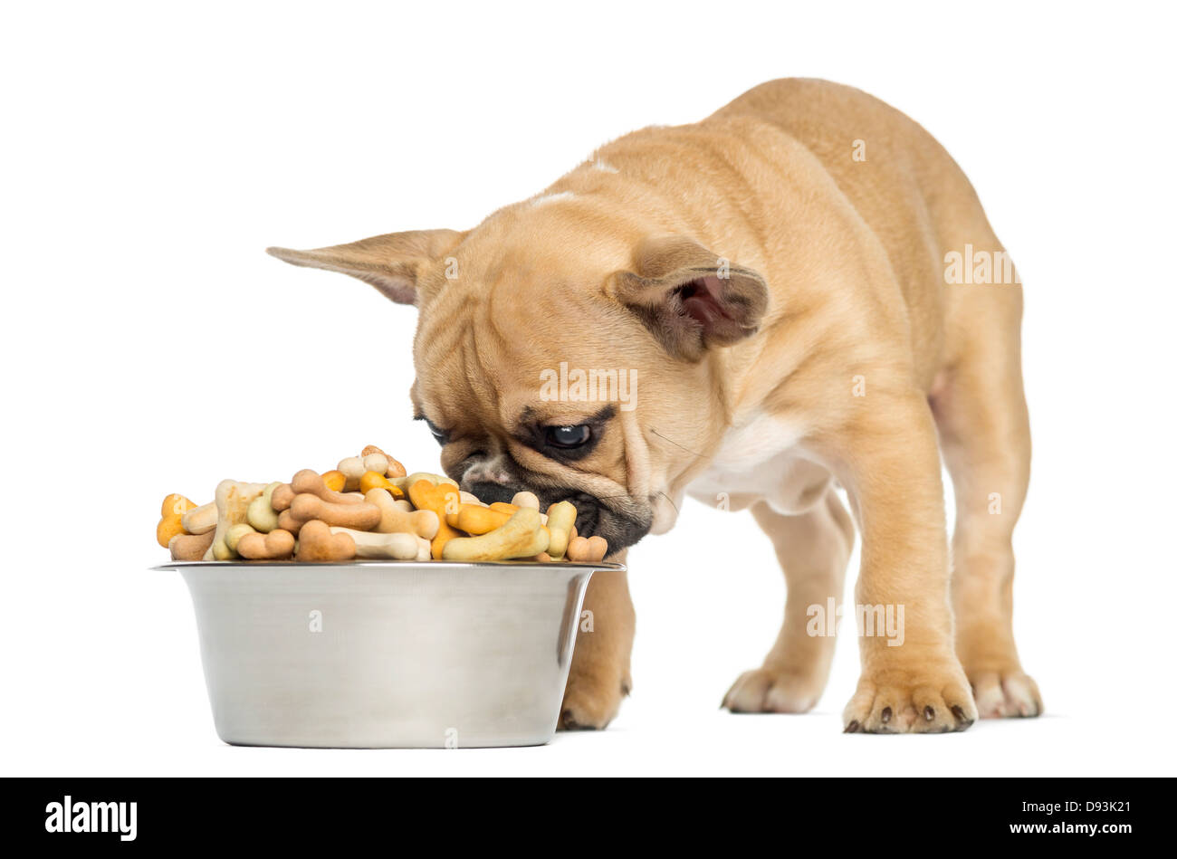 Bulldog francese cucciolo, 3 mesi di età, mangiare da un cane pieno ciotola contro uno sfondo bianco Foto Stock