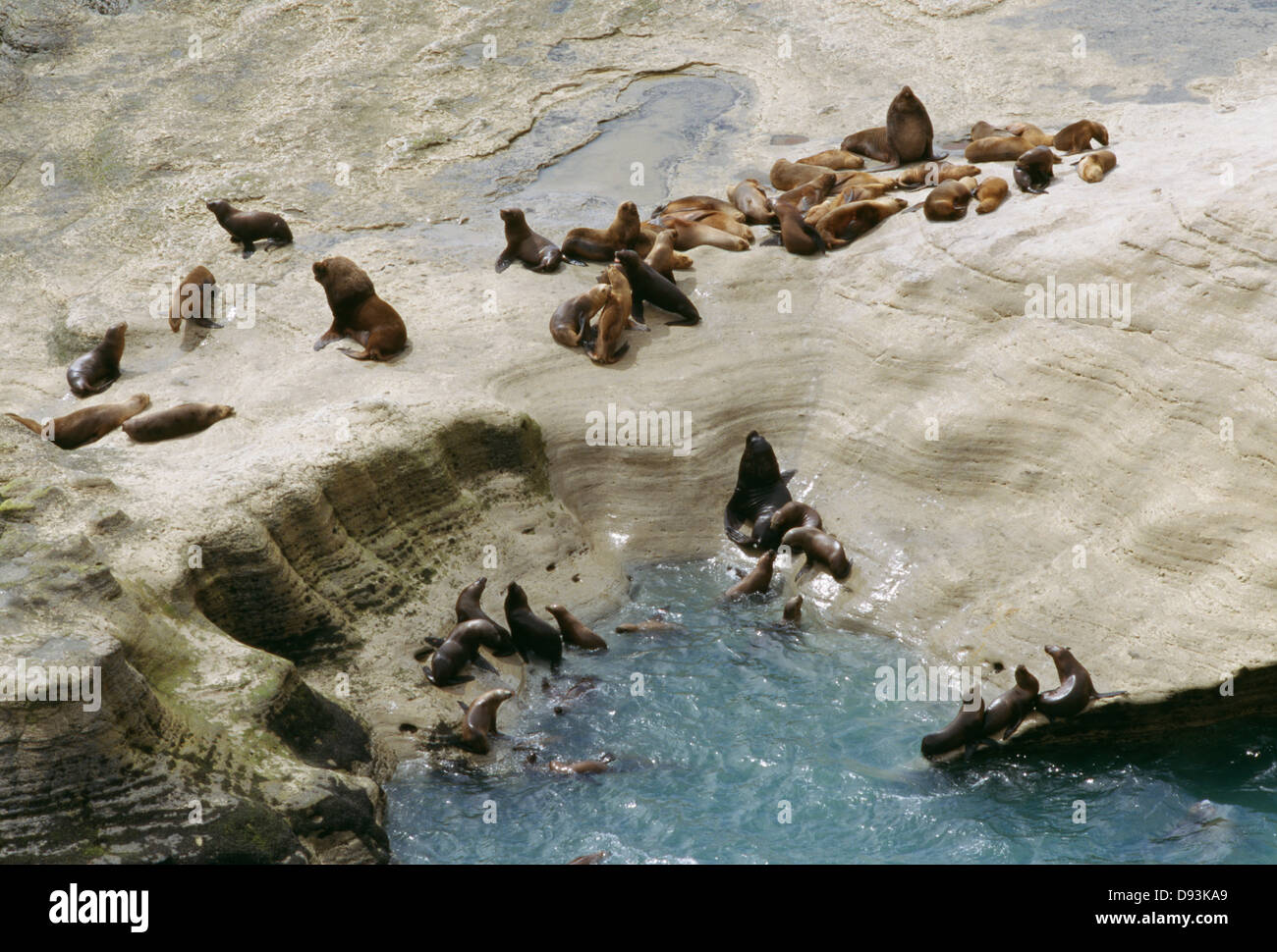 Guarnizioni di tenuta giacenti su roccia Foto Stock