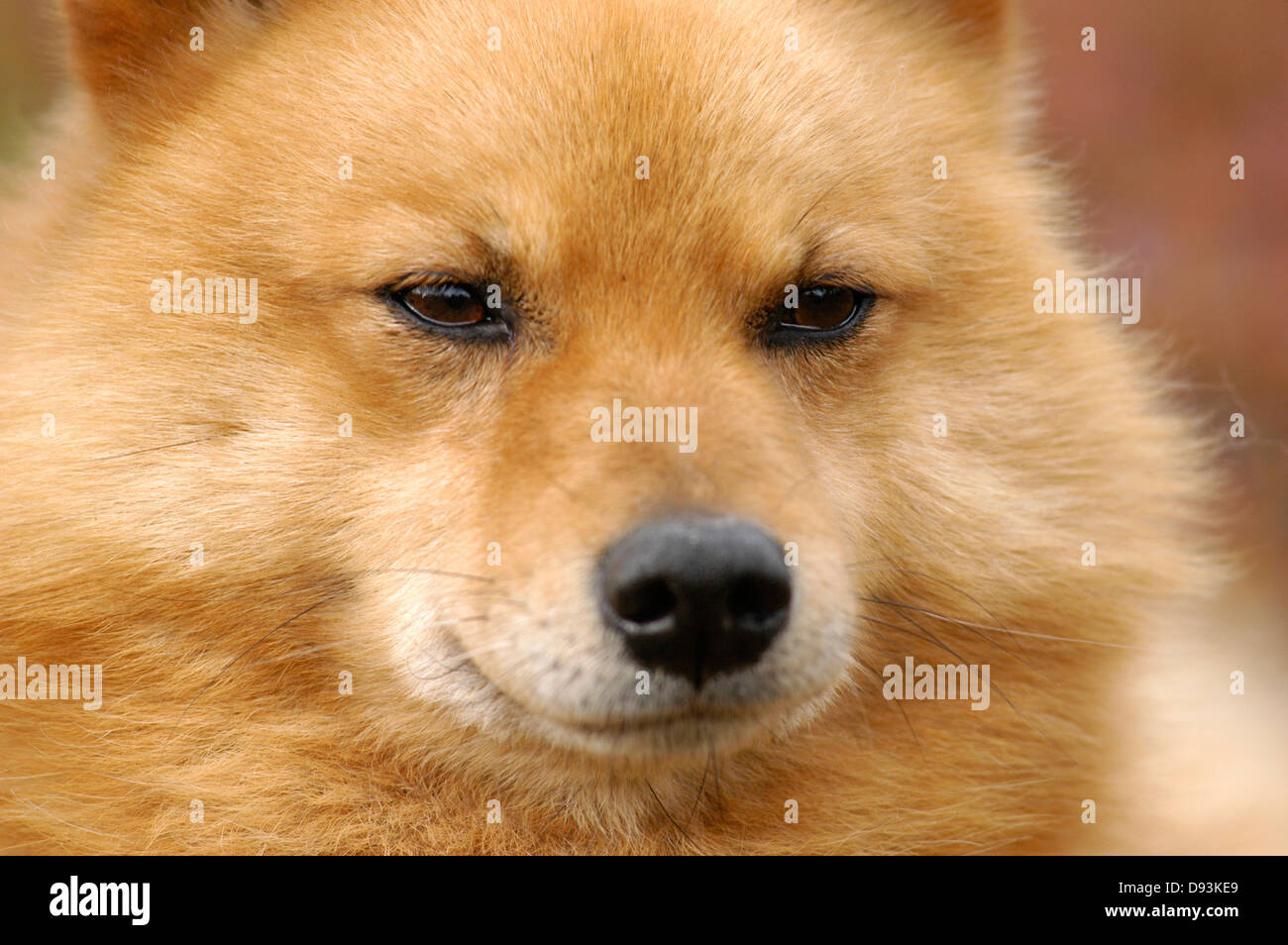 Un cane, close-up, Svezia. Foto Stock