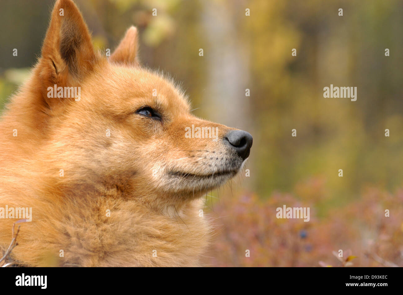 Un cane, close-up, Svezia. Foto Stock