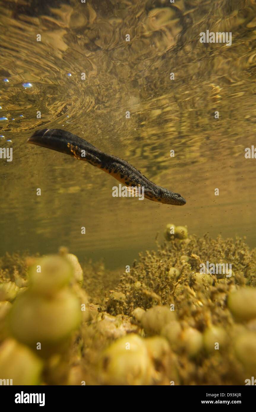 Triturus nuotare sotto la superficie dell'acqua, Oland, Svezia. Foto Stock