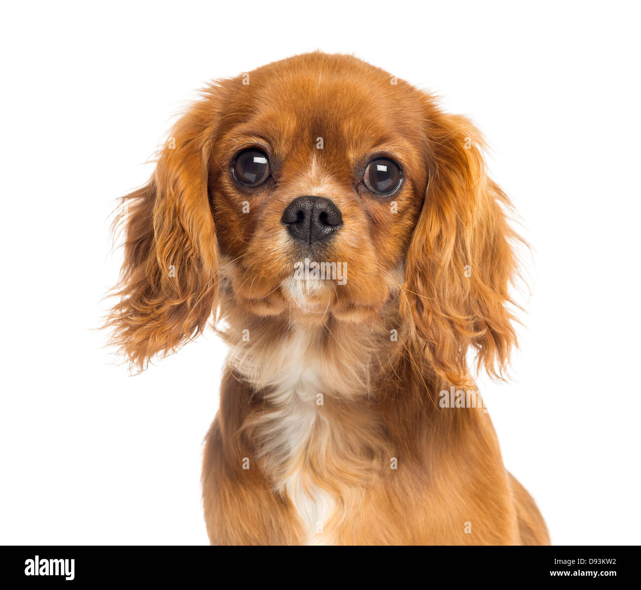 Close-up del Cavalier King Charles Spaniel cucciolo, 5 mesi di età, contro uno sfondo bianco Foto Stock